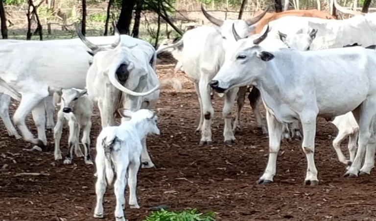 Valeur troc au Bénin: un bÅ“uf contre 15 sacs de 100 kg de maà¯s